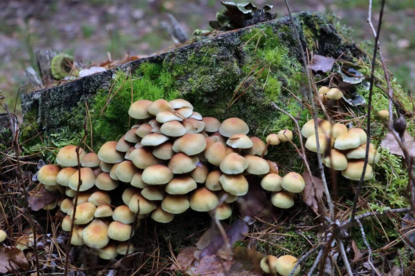 Pequeños Hongos Color Claro Crecen Tocón Árbol Cubierto Musgo Verde — Foto de Stock