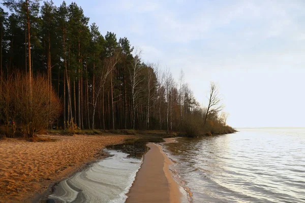 Береговая Линия Водохранилища Рядом Лесом — стоковое фото