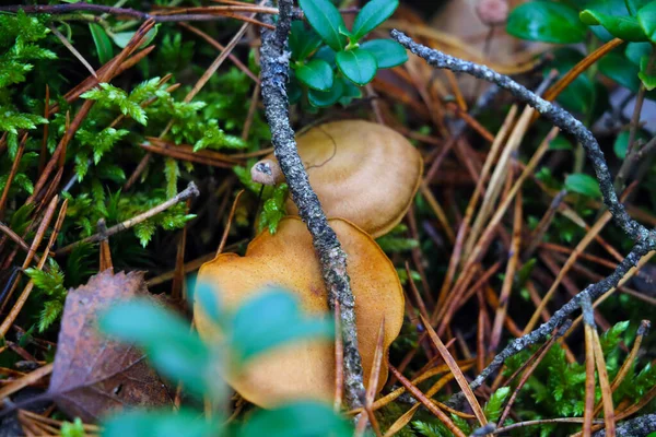 Autumn Light Mushrooms Close Forest — Stock Photo, Image