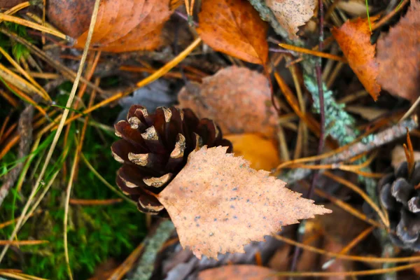 Pine Cone Lies Grass Yellow Leaves Change Pore Year Onset — Stock Photo, Image