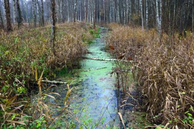 Sonbahar sabahı ormandaki sulak arazi