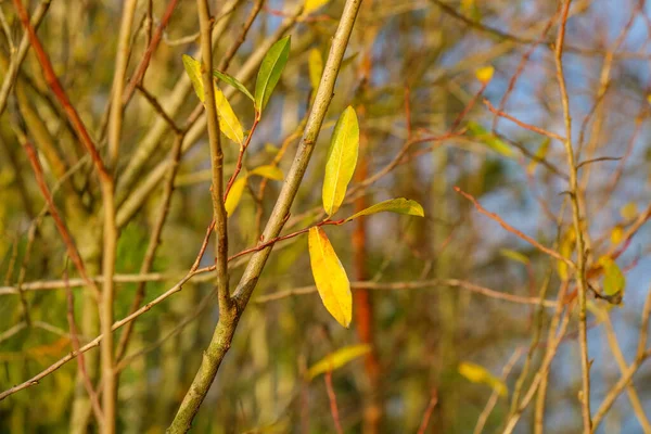 Hojas Amarillentas Arbustos Cerca Del Agua Otoño — Foto de Stock