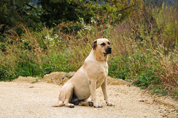 Perro Grande Color Claro Sienta Camino Arenoso —  Fotos de Stock