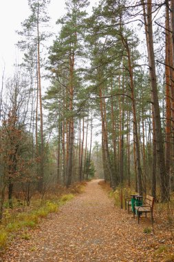 Sonbaharda sarı yapraklı manzaralı yürüyüş yolu
