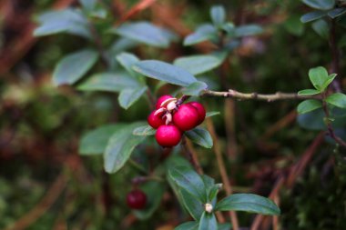 Sonbahar ormanında yaban mersinli kırmızı meyvelerin yakın çekimi.