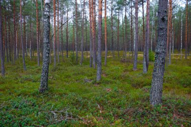 Hafif sonbahar çam ormanı. Temiz hava.