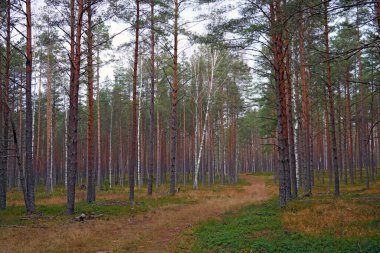 Sonbahar bulutlu sabahında firavun genç ormanı