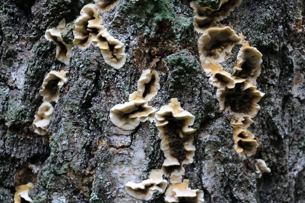 Setas Ligeras Crecen Corteza Oscura Del Árbol —  Fotos de Stock