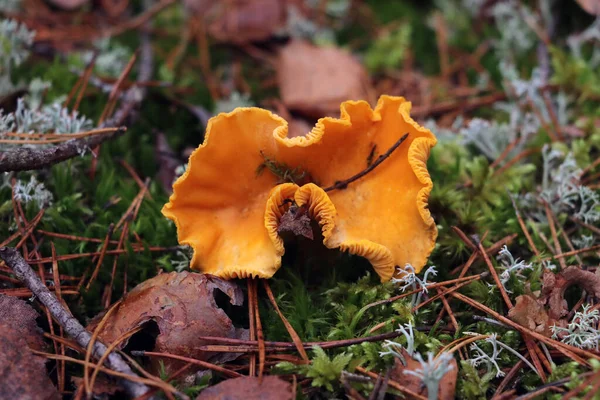 Una Cantarela Color Amarillo Brillante Creciendo Musgo Verde — Foto de Stock