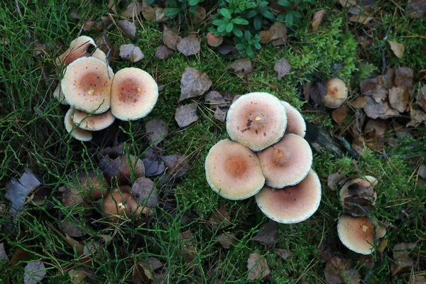 Blick Von Oben Auf Schädliche Graue Pilze Grünen Moos — Stockfoto