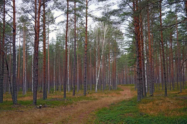 Sonbahar bulutlu sabahında firavun genç ormanı
