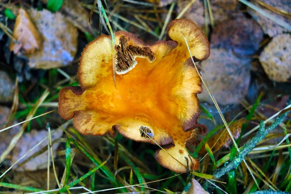 Ovanifrån Gammal Röd Svamp Skogen — Stockfoto