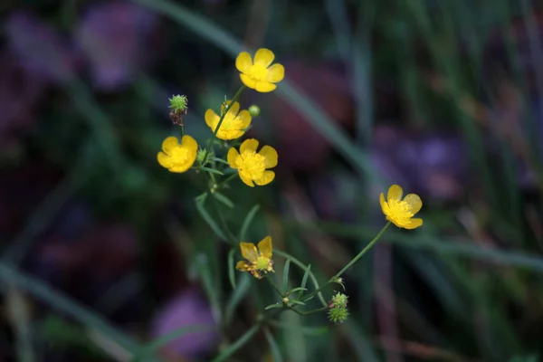 Κίτρινο Λουλούδι Λιβαδιού Ένα Καλοκαιρινό Πράσινο Λιβάδι — Φωτογραφία Αρχείου