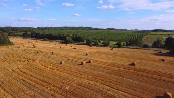 Дрон Злітає Над Жовтим Зібраним Полем Пшениці Або Ячменю Поля — стокове відео