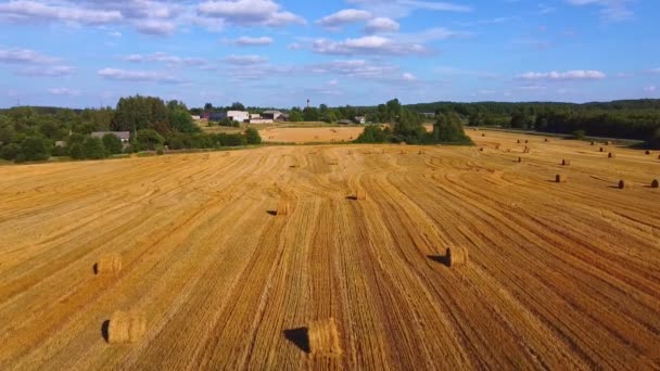 Leť Přes Žluté Pole Sklizně Slámové Balíky Koncept Zemědělství Sklizně — Stock video