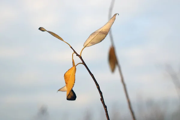 Par Hojas Amarillas Una Rama Arbustiva Comienzo Del Otoño Frío —  Fotos de Stock