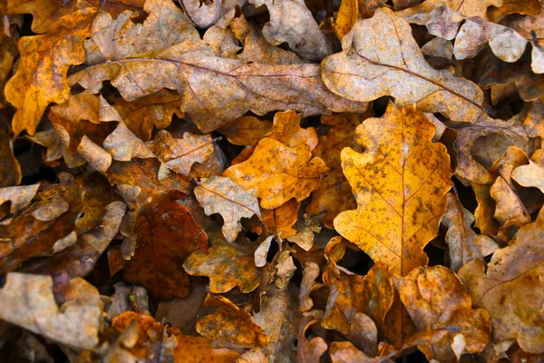 Yellow Bright Leaves Ground Fall — Stock Photo, Image