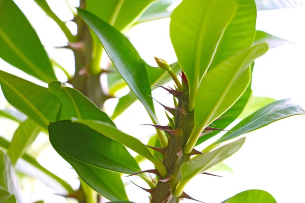 Groen Huis Plant Een Witte Achtergrond — Stockfoto