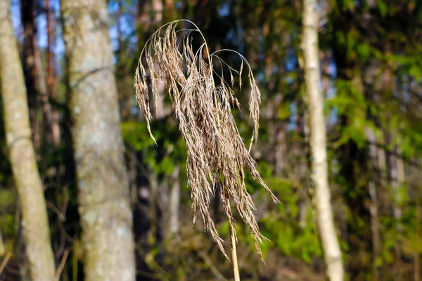 秋の森を背景に葦のクローズアップ — ストック写真