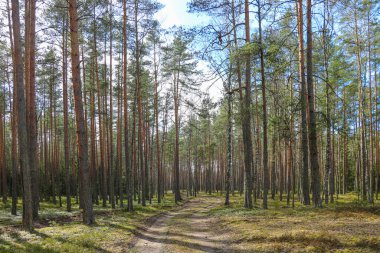 Yürüme yolu olan sonbahar, parlak çam ormanı..