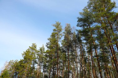 Mavi gökyüzüne karşı ağaçların alt manzarası.