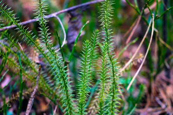 Gros plan plante verte dans une clairière dans la forêt. — Photo