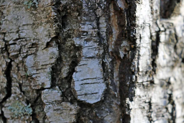 Birch κορμό κοντά, φόντο, υφή, μοτίβο. — Φωτογραφία Αρχείου