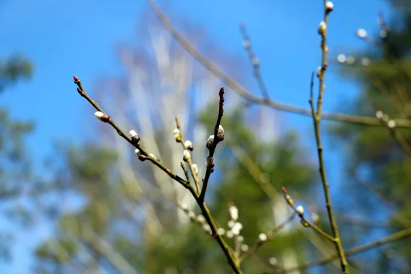 I germogli sbocciano sui rami. L'inizio della primavera. — Foto Stock
