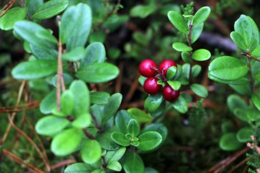 Ormanda kırmızı meyveli yeşil yaban mersini çalısı