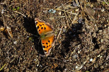 Yerdeki güzel, parlak bir kelebeğin manzarası