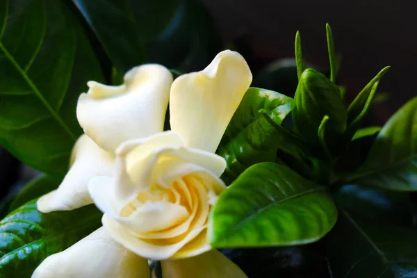 Eine Schöne Heimische Grüne Pflanze Mit Einer Weißen Blume — Stockfoto