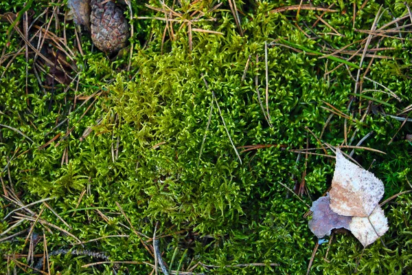 Top View Green Moss Fallen Leaves Forest — Stock Photo, Image