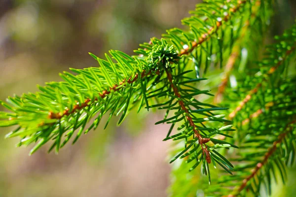 Schöne Grüne Fichtenzweige Aus Nächster Nähe Hintergrund Natur — Stockfoto