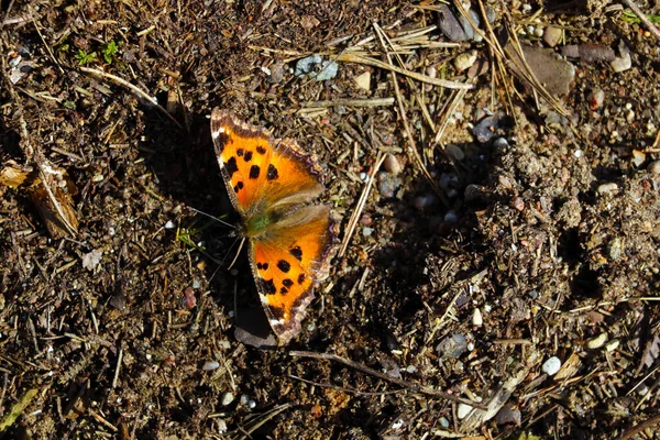 Yerdeki güzel, parlak bir kelebeğin manzarası