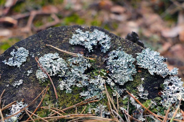 Moss Crece Tronco Árbol Viejo — Foto de Stock