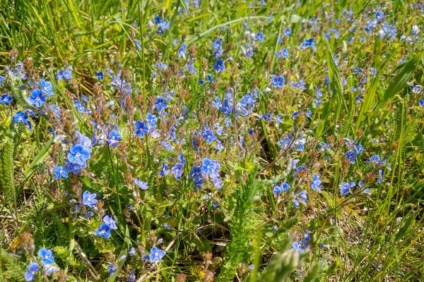 Vacker Äng Blå Blommor Gräset — Stockfoto