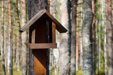 Ağaçta beslenen küçük bir kuş.