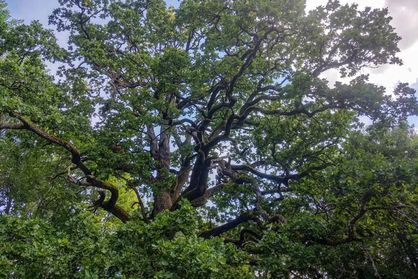 Widok Dużego Zielonego Dębu Tle Nieba — Zdjęcie stockowe