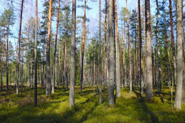Saf çam yeşili orman. Temiz havada yürüyorum