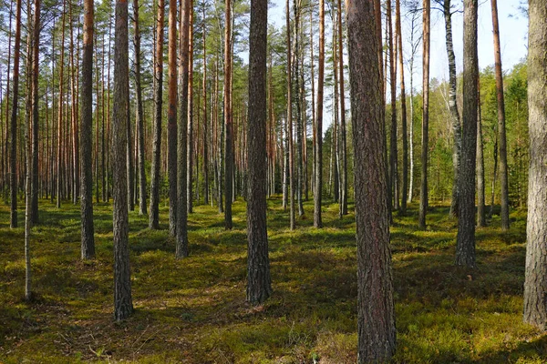 Purer Kiefernwald Wandern Der Frischen Luft — Stockfoto