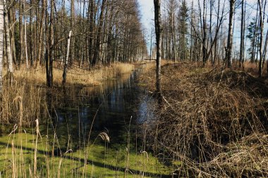 Ormandaki sulak arazi manzarası