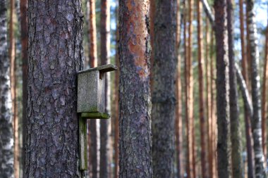 Ormandaki ağaçtaki kuşlar için kuş yuvası