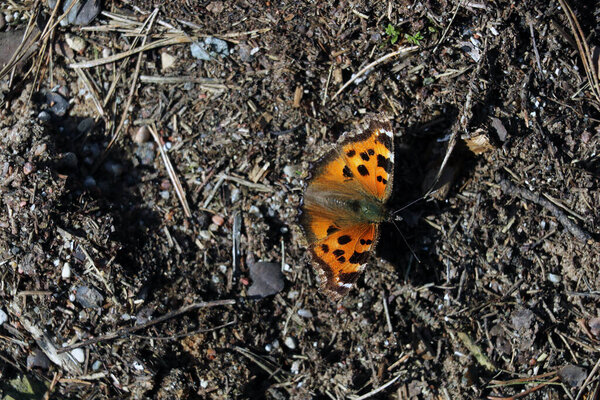 A bright beautiful butterfly sits on the ground