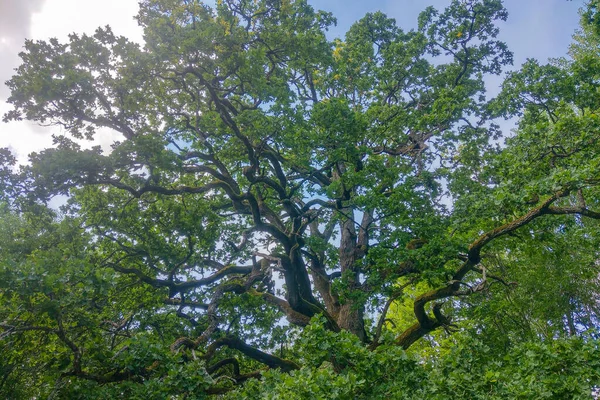 Beautiful Green Large Oak Tree Blue Sky — Stock Photo, Image