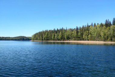 Güneşli bir günde, yeşil ormanın yanında güzel mavi bir göl.