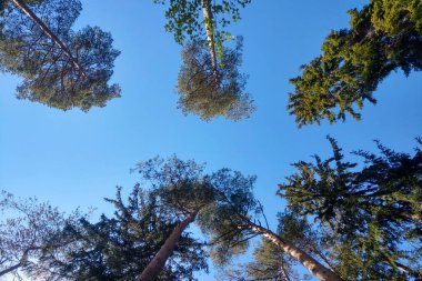 Mavi gökyüzüne karşı yeşil ağaçların alt görüntüsü