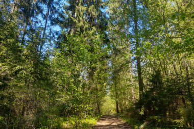 Temiz havası olan güzel yeşil bir orman.