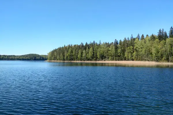 Güneşli bir günde, yeşil ormanın yanında güzel mavi bir göl.