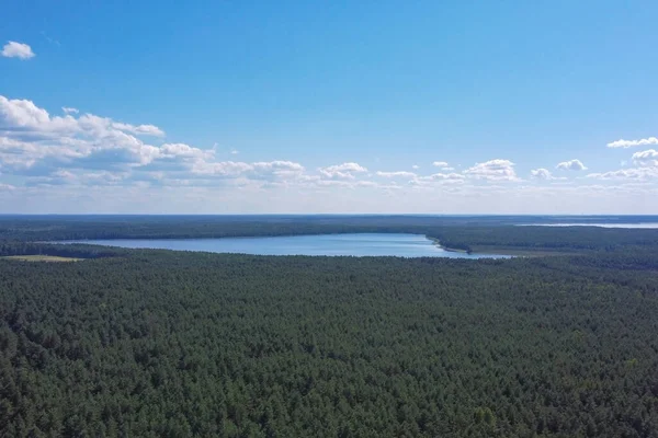 Güneşli bir günde yeşil sık ormanın havadan görünüşü