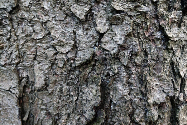 View of the trunk of a large tree, bark. Background, texture